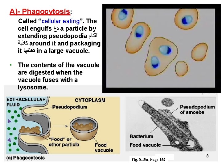 A)- Phagocytosis: Called “cellular eating”. The cell engulfs ﺗﻉ a particle by extending pseudopodia