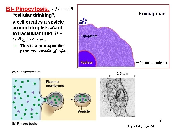 B)- Pinocytosis, ﺍﻟﺸﺮﺏ ﺍﻟﺨﻠﻮﻯ “cellular drinking”, a cell creates a vesicle around droplets ﻧﻘﺎﻁ