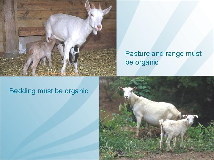 Pasture and range must be organic Bedding must be organic 