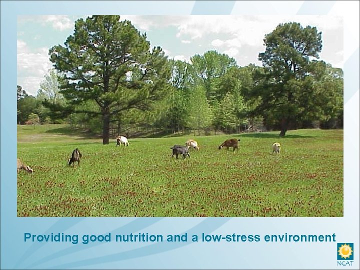 Providing good nutrition and a low-stress environment 