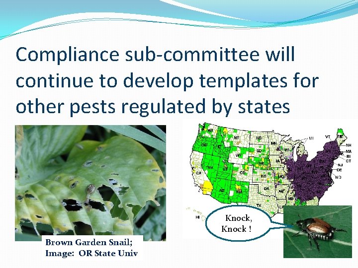 Compliance sub-committee will continue to develop templates for other pests regulated by states Knock,