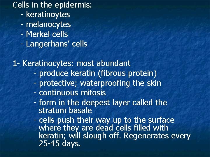 Cells in the epidermis: - keratinoytes - melanocytes - Merkel cells - Langerhans’ cells