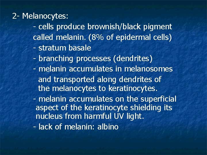 2 - Melanocytes: - cells produce brownish/black pigment called melanin. (8% of epidermal cells)