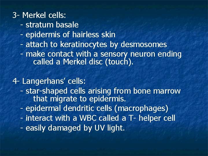 3 - Merkel cells: - stratum basale - epidermis of hairless skin - attach