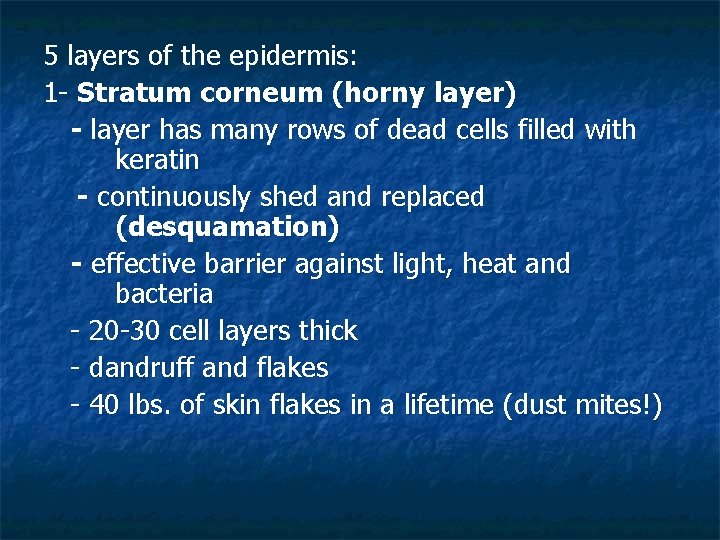 5 layers of the epidermis: 1 - Stratum corneum (horny layer) - layer has