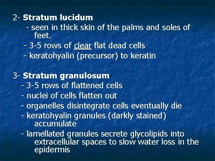 2 - Stratum lucidum - seen in thick skin of the palms and soles