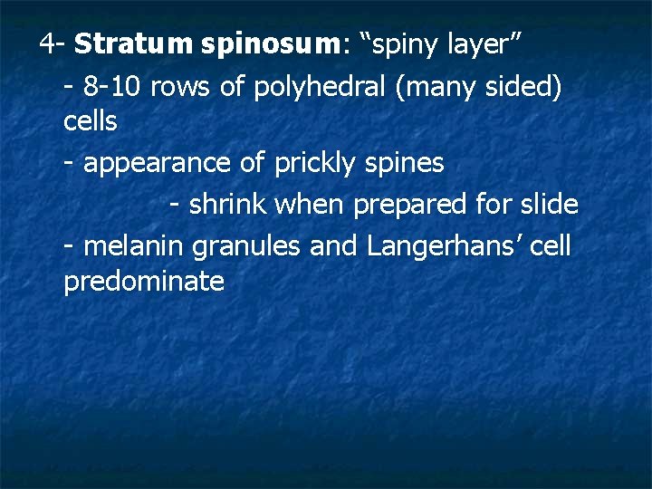 4 - Stratum spinosum: “spiny layer” - 8 -10 rows of polyhedral (many sided)