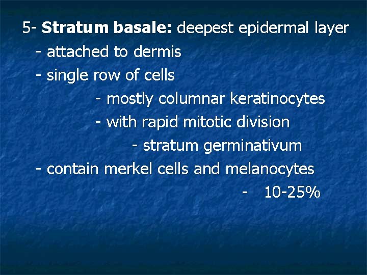 5 - Stratum basale: deepest epidermal layer - attached to dermis - single row