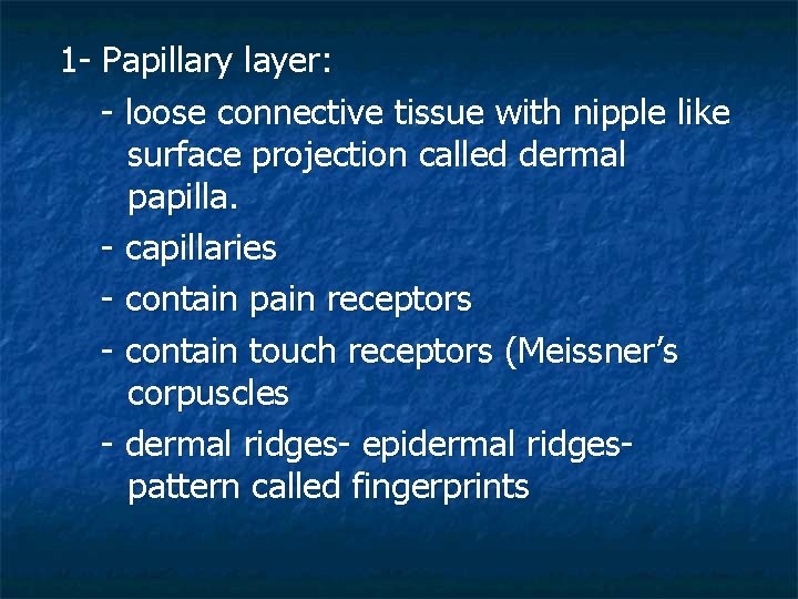 1 - Papillary layer: - loose connective tissue with nipple like surface projection called
