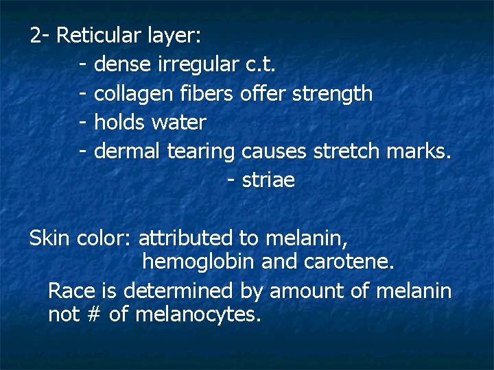 2 - Reticular layer: - dense irregular c. t. - collagen fibers offer strength