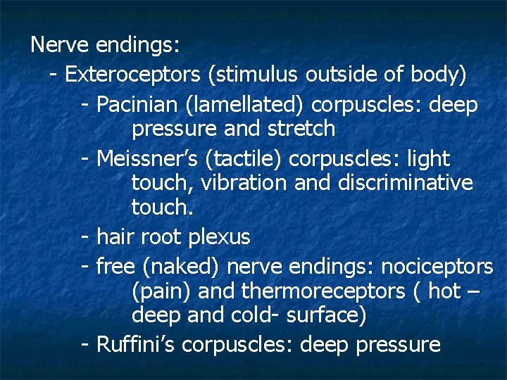 Nerve endings: - Exteroceptors (stimulus outside of body) - Pacinian (lamellated) corpuscles: deep pressure