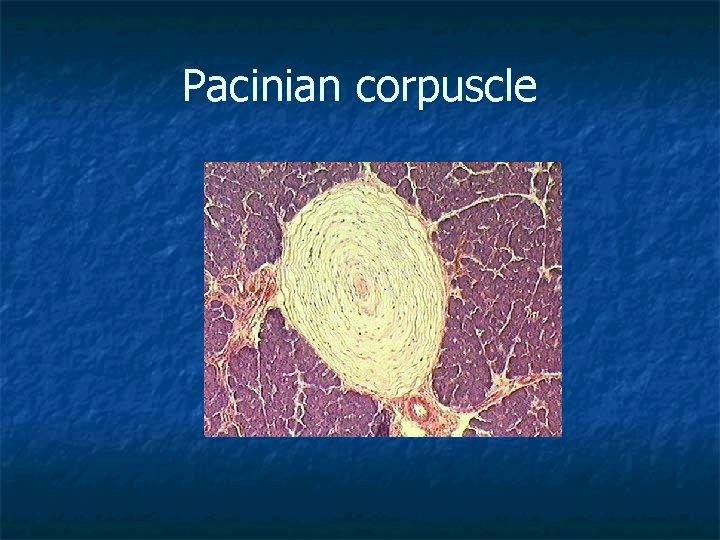 Pacinian corpuscle 