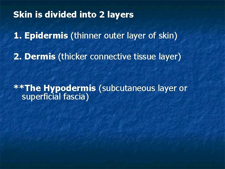 Skin is divided into 2 layers 1. Epidermis (thinner outer layer of skin) 2.