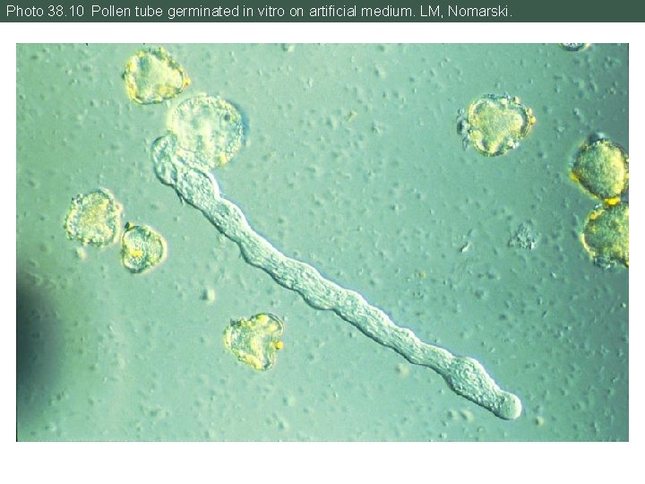 Photo 38. 10 Pollen tube germinated in vitro on artificial medium. LM, Nomarski. 