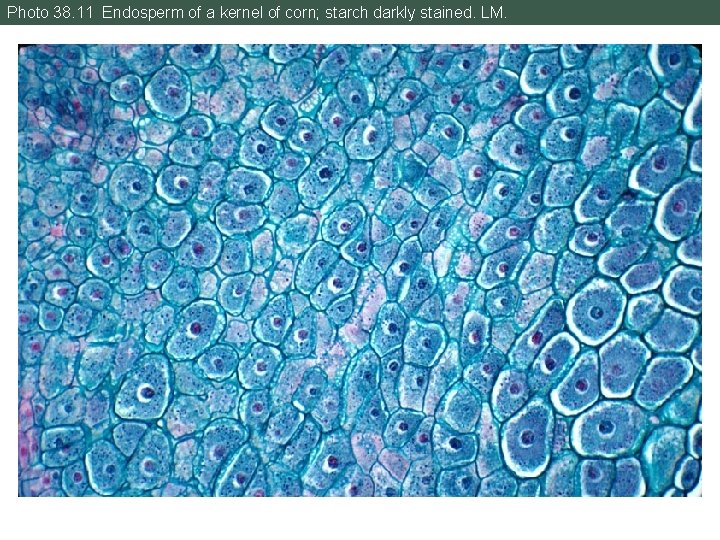 Photo 38. 11 Endosperm of a kernel of corn; starch darkly stained. LM. 