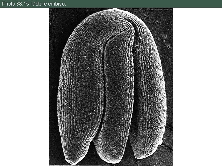 Photo 38. 15 Mature embryo. 
