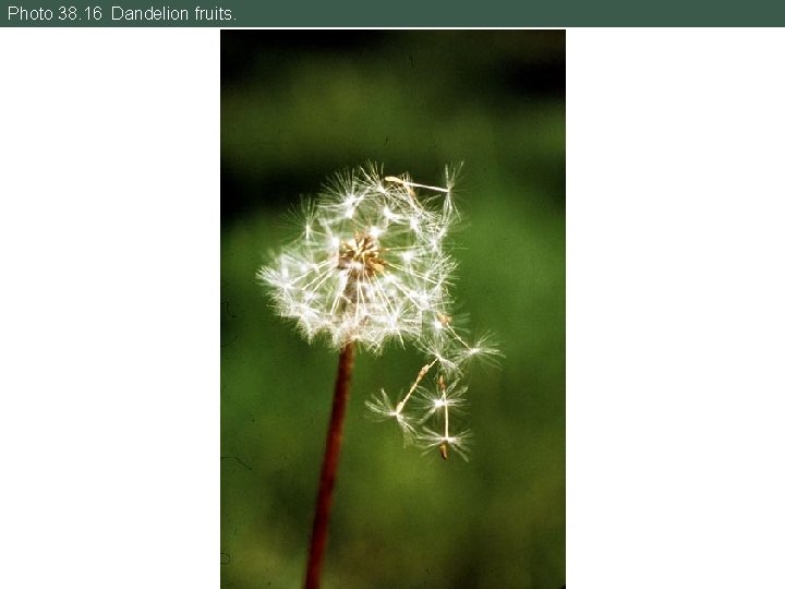 Photo 38. 16 Dandelion fruits. 