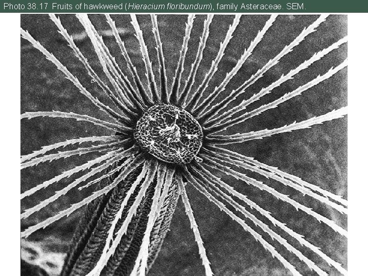 Photo 38. 17 Fruits of hawkweed (Hieracium floribundum), family Asteraceae. SEM. 