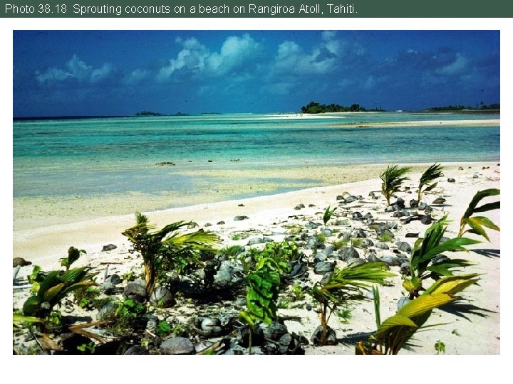 Photo 38. 18 Sprouting coconuts on a beach on Rangiroa Atoll, Tahiti. 