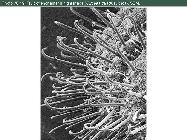 Photo 38. 19 Fruit of enchanter’s nightshade (Circaea quadrisulcata). SEM. 