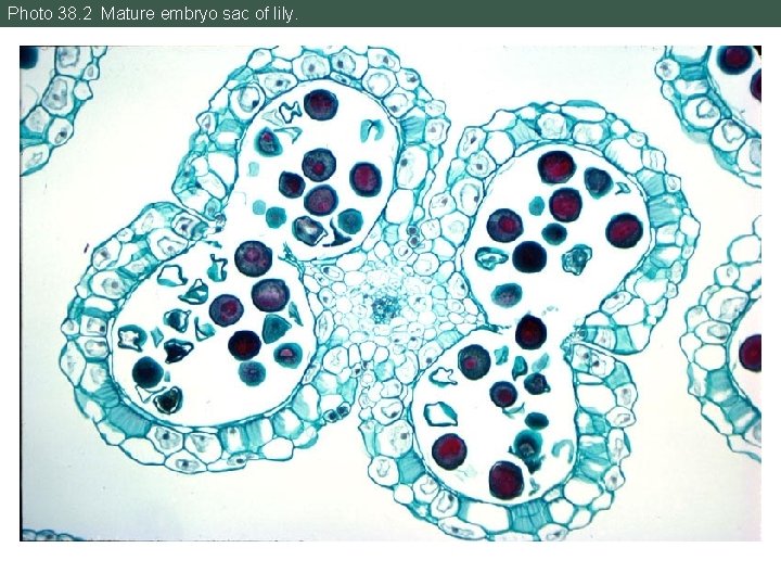 Photo 38. 2 Mature embryo sac of lily. 