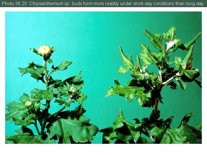 Photo 38. 20 Chrysanthemum sp. buds form more readily under short-day conditions than long-day