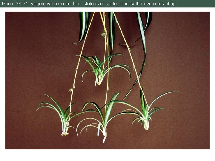 Photo 38. 21 Vegetative reproduction: stolons of spider plant with new plants at tip.
