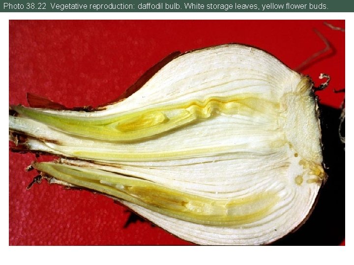 Photo 38. 22 Vegetative reproduction: daffodil bulb. White storage leaves, yellow flower buds. 