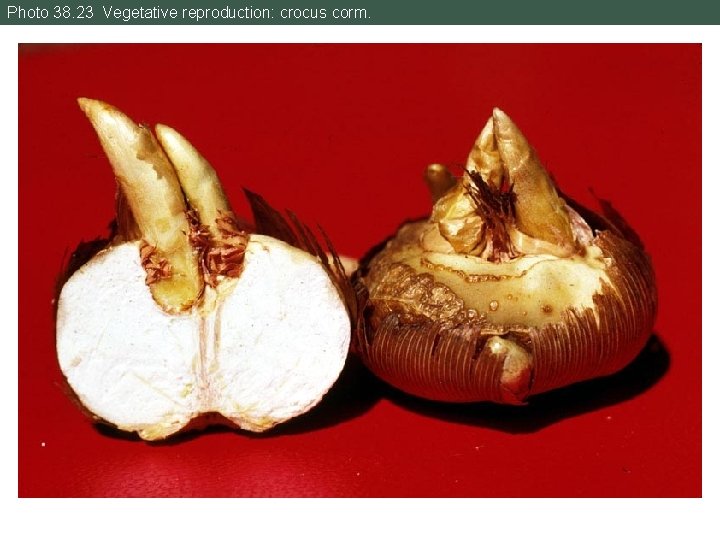 Photo 38. 23 Vegetative reproduction: crocus corm. 