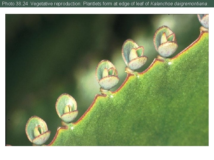 Photo 38. 24 Vegetative reproduction: Plantlets form at edge of leaf of Kalanchoe daigremontiana.