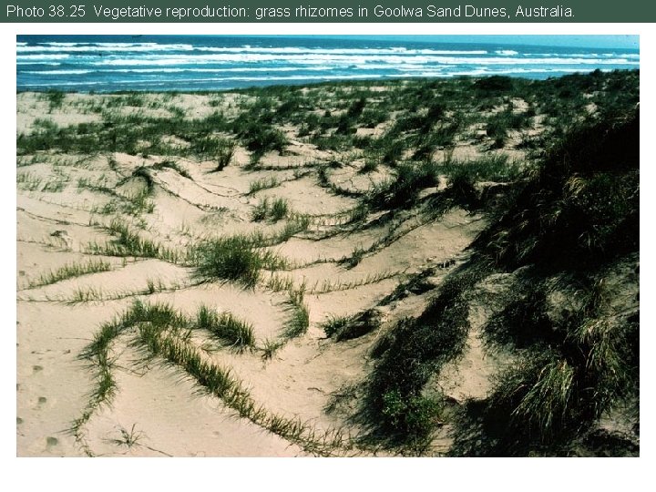 Photo 38. 25 Vegetative reproduction: grass rhizomes in Goolwa Sand Dunes, Australia. 