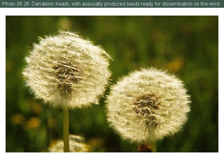 Photo 38. 26 Dandelion heads, with asexually produced seeds ready for dissemination on the