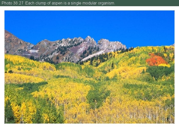 Photo 38. 27 Each clump of aspen is a single modular organism. 