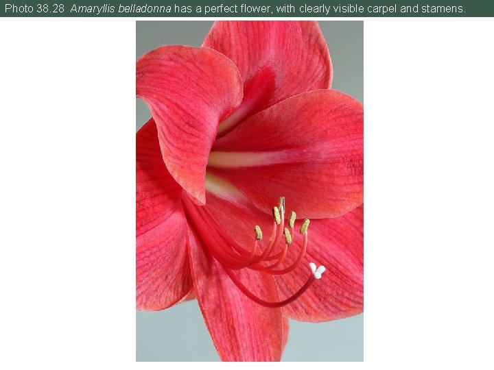 Photo 38. 28 Amaryllis belladonna has a perfect flower, with clearly visible carpel and