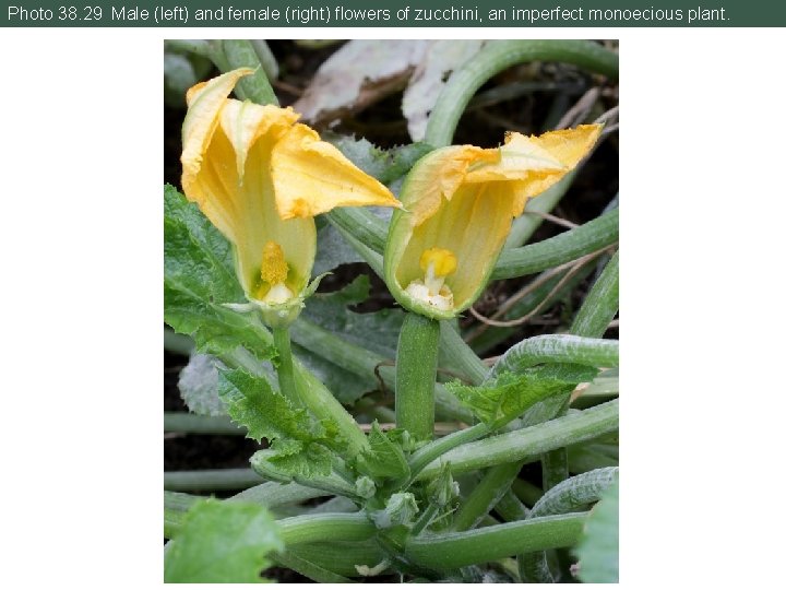 Photo 38. 29 Male (left) and female (right) flowers of zucchini, an imperfect monoecious