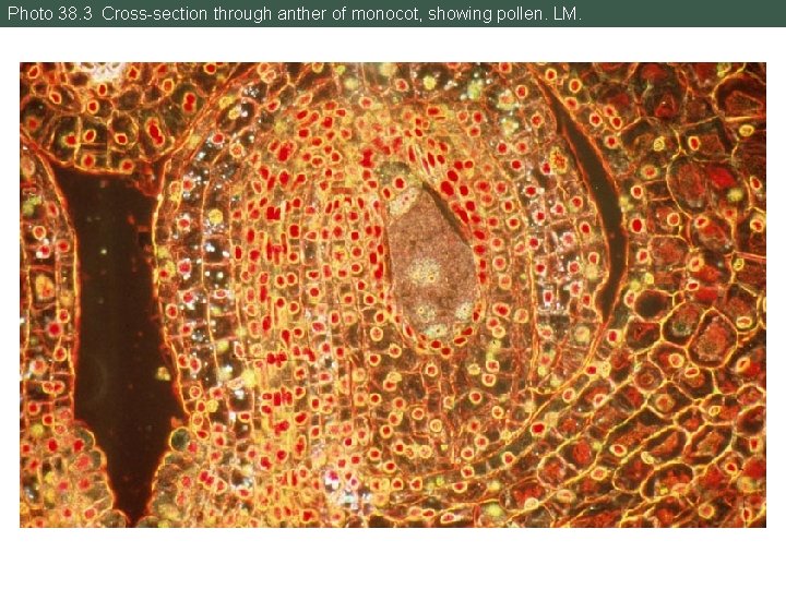 Photo 38. 3 Cross-section through anther of monocot, showing pollen. LM. 
