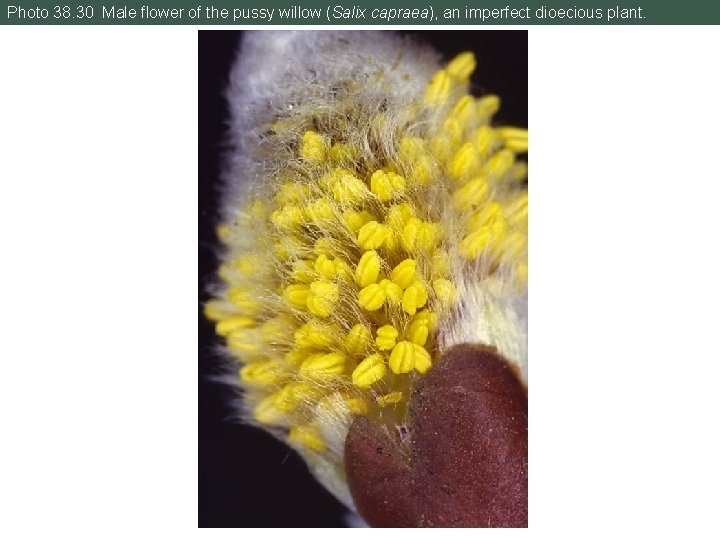 Photo 38. 30 Male flower of the pussy willow (Salix capraea), an imperfect dioecious