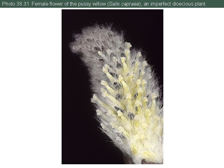 Photo 38. 31 Female flower of the pussy willow (Salix capraea), an imperfect dioecious