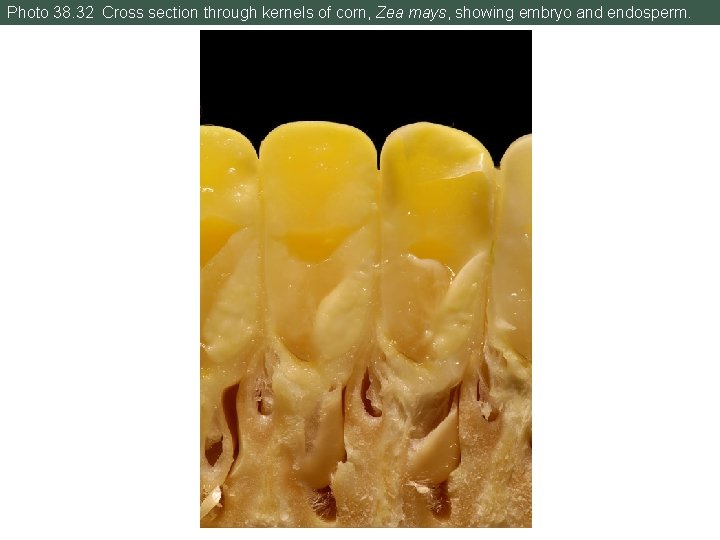 Photo 38. 32 Cross section through kernels of corn, Zea mays, showing embryo and