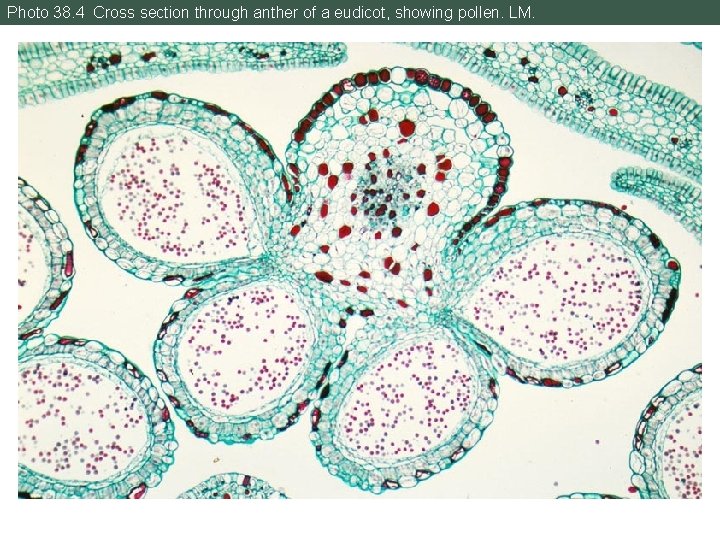 Photo 38. 4 Cross section through anther of a eudicot, showing pollen. LM. 