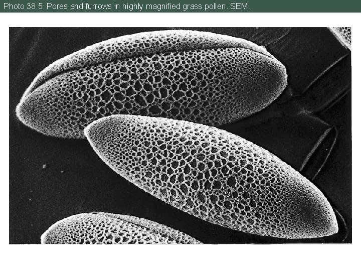 Photo 38. 5 Pores and furrows in highly magnified grass pollen. SEM. 