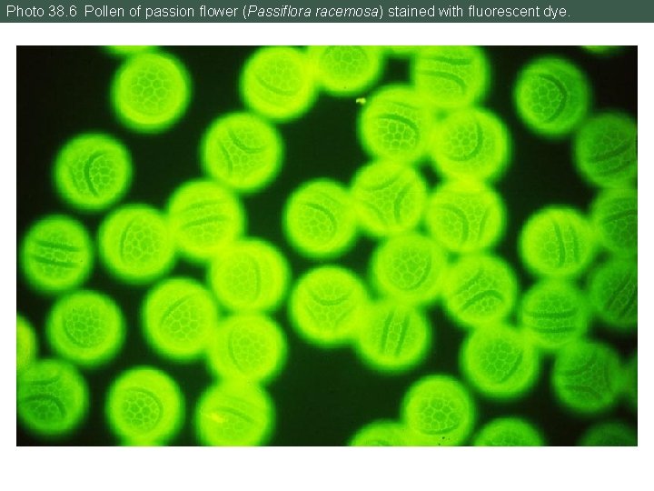 Photo 38. 6 Pollen of passion flower (Passiflora racemosa) stained with fluorescent dye. 
