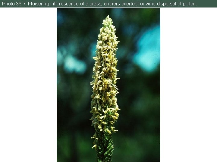 Photo 38. 7 Flowering inflorescence of a grass; anthers exerted for wind dispersal of