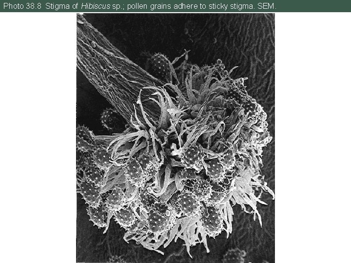 Photo 38. 8 Stigma of Hibiscus sp. ; pollen grains adhere to sticky stigma.