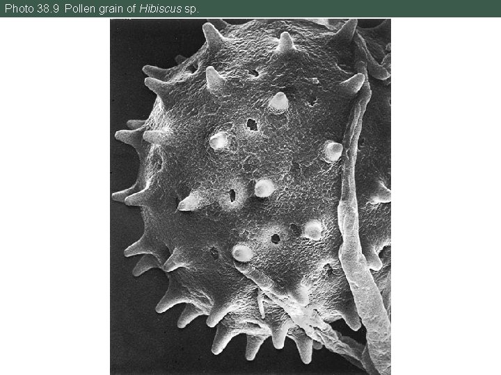 Photo 38. 9 Pollen grain of Hibiscus sp. 