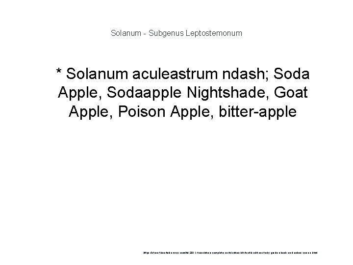 Solanum - Subgenus Leptostemonum 1 * Solanum aculeastrum ndash; Soda Apple, Sodaapple Nightshade, Goat