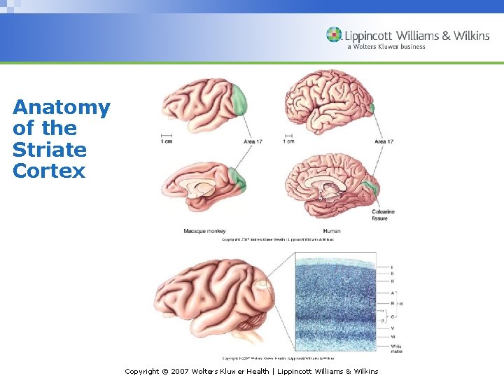 Anatomy of the Striate Cortex Copyright © 2007 Wolters Kluwer Health | Lippincott Williams