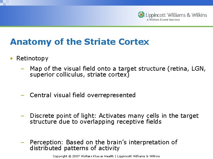 Anatomy of the Striate Cortex • Retinotopy – Map of the visual field onto