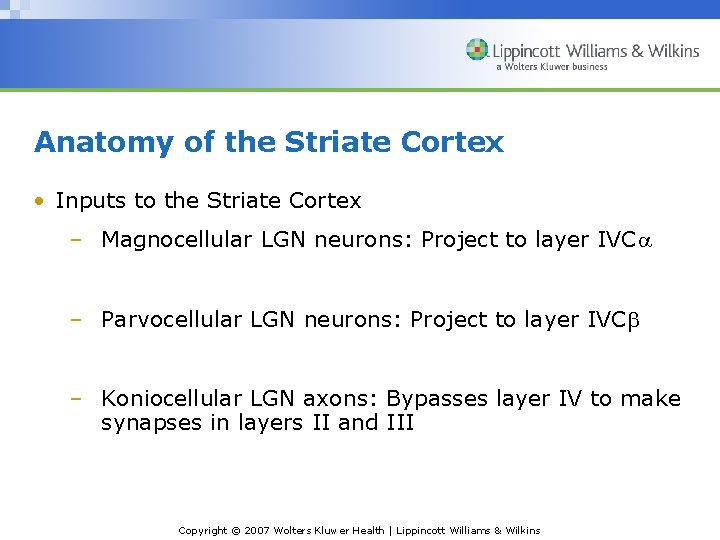 Anatomy of the Striate Cortex • Inputs to the Striate Cortex – Magnocellular LGN
