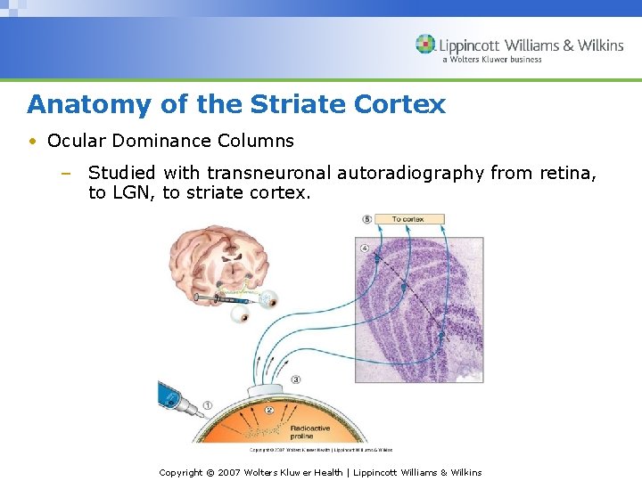 Anatomy of the Striate Cortex • Ocular Dominance Columns – Studied with transneuronal autoradiography